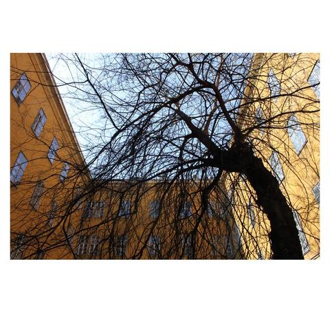 The picture shows the inner courtyard of a yellow apartment building, with a beautiful tree in the middle that doesn't yet have leaves. Its branches seem to be leaning back.