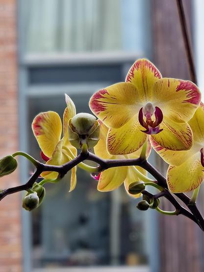 A close up of a orchid branch, in the center of the picture an orchid bloom is starting to open. To the poster this brings to mind scenes from Stranger things.