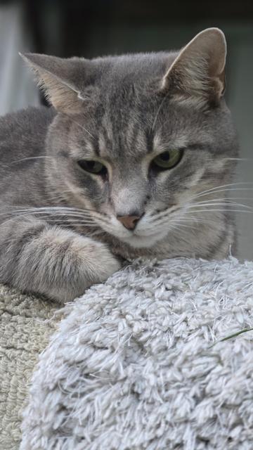 Gray Friend