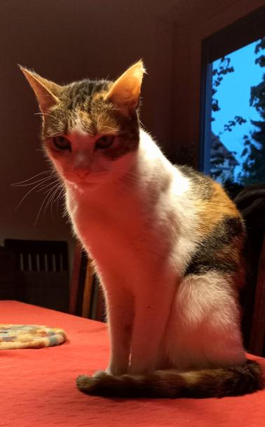 Calico sitting on a table with red tablecloth. 