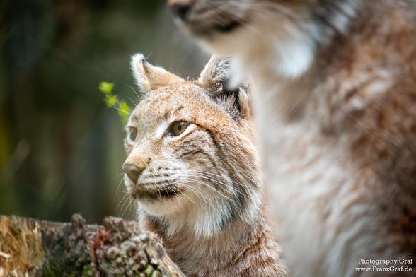 A close up of a lynx, a wildcat with distinctive tufted ears and striking fur. The lynx, captured in this image, showcases its majestic presence with its piercing eyes and whiskers. The mammal, with a sleek fur coat, stands out against a background of subtle grey tones. This terrestrial animal is a symbol of wilderness and grace, embodying the essence of the wild. Its snout and whiskers are prominently featured, highlighting its feline features. 