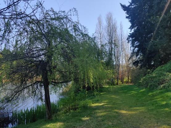 A shady path runs along the edge of a lake. Very nature. Much green.