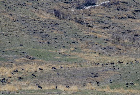 lots of our Mule Deer friends on the Front 2000m enjoying the new green grass. 