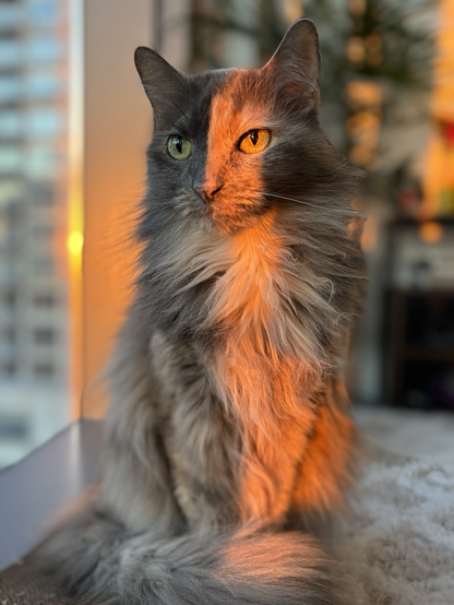 Gray tortoiseshell cat with golden hour sunshine on her face