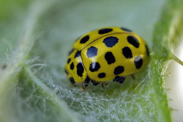 Foto de Thea (Psyllobora) vigintiduopunctata