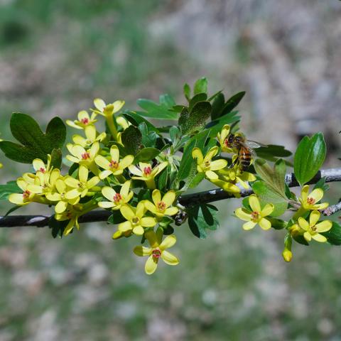 A photo showing several open clove currant blossoms and honey bee right of center on one flower. Some of the flowers have a red ring around the inner tubular structure of the flower. They have 5 yellow petals at the end of a yellow tube. The unopened flowers are long and tubular with a bulbous tip... There are green shiny leaves around the flowers with some of them having red tinting on them.