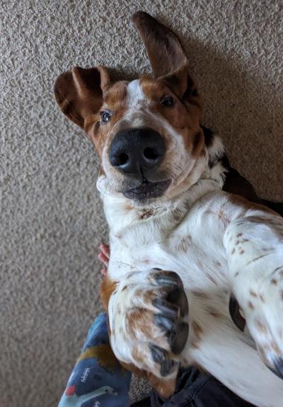 A basset hound lying on his back on the floor, looking seductively up at the camera.