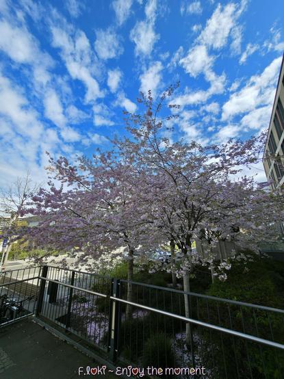 Das Foto zeigt einen blühenden Baum — genauer gesagt eine japanische Zierkirsche — in voller Frühjahrsblüte. Die zarten, rosa-weißen Blüten bedecken die feinen Äste wie ein weiches Blütenmeer. Unter dem Baum liegt ein Teppich aus herabgefallenen Blütenblättern, der den Boden wie mit Pastellfarben bestäubt.

Der Himmel darüber ist ein lebhaftes, tiefes Blau, durchzogen von weißen, lockeren Wolken, die wie Wattebäusche wirken. Die Szene strahlt eine friedliche und klare Frühlingsstimmung aus. Im Hintergrund sieht man den modernen, schlichten Bau eines Gebäudes der Universitätsklinik Leipzig.

Ein schlichtes Metallgeländer im Vordergrund trennt den Gehweg vom kleinen Grünbereich, in dem die Zierkirschen wachsen. Die Kombination aus zartem Blütenmeer und weit geöffnetem Himmel verleiht dem Bild Leichtigkeit und Freude, ein stilles „Genieße den Moment“, wie es der Schriftzug am unteren Rand des Bildes poetisch zusammenfasst.