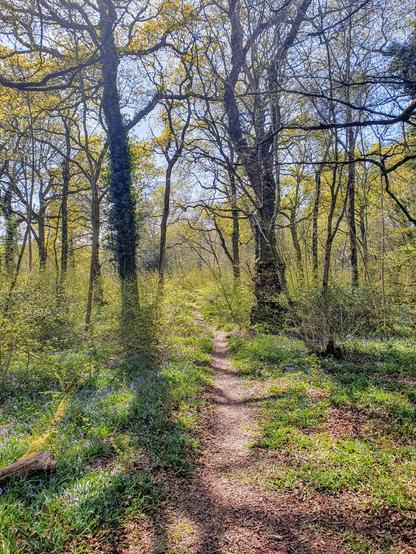 A path leads off into the distance between trees coming into leaf. Bright sunshine illuminates the green-gold foliage