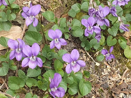 Vivid violet flowers with heart-shaped leaves growing from bare soil 