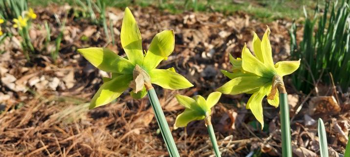 3 star shaped yellow and greenish flowers