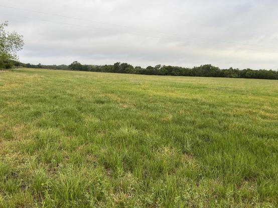 Green field under a cloudy sky