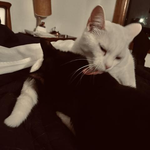 a white cat licks a black cat