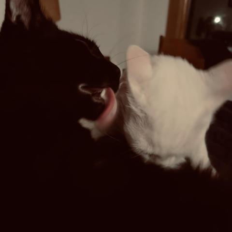 a black cat licks a white cat