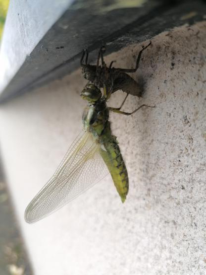 Photo d'une libellule verte accrochée à la mue de nymphe dont elle vient de sortir