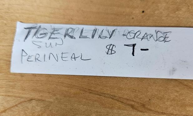 Misspelling of the word perennial as perineal.
