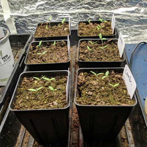 A photo showing saved Campari tomato seedlings in six tall square pots. There are 3-4 seedlings in each pots. They were all up, uncovered, and off the heat 2 days ago.