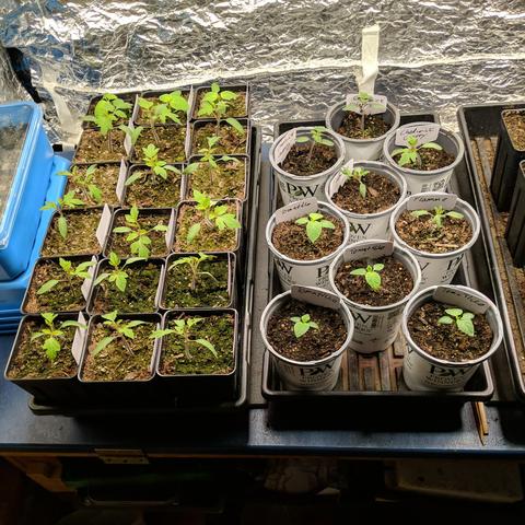 A photo showing two plant trays with 20 tomato plants and 7 tomatillo. The tomatillo need two plants to pollinate better so 2 extra becomes 4.