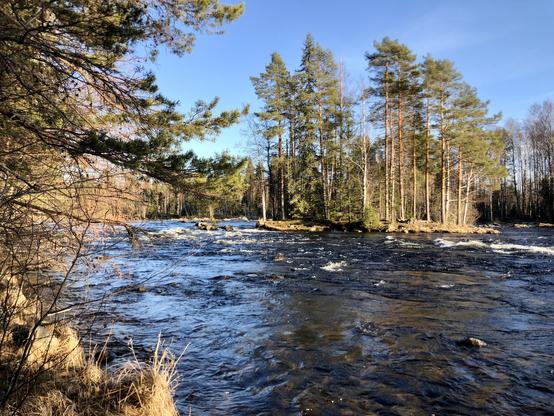 A fast-flowing stream with clear water reflects the bright blue sky. Tall pines grow on the shores.