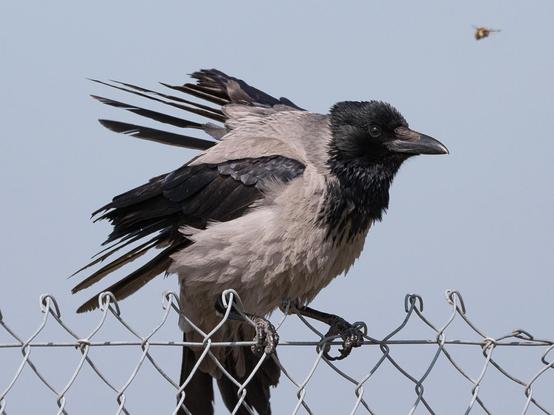 Eine zerzaust aussehende Krähe sitzt auf einem Maschendrahtzaun. Über ihrem Kopf fliegt eine Hummel
A disheveled-looking crow sits on a chain-link fence. A bumblebee flies over its head.