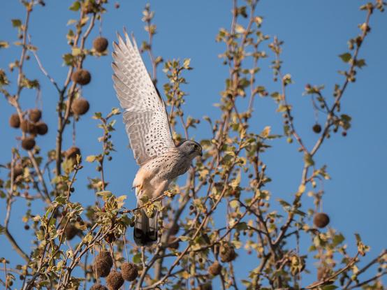 Ein Turmfalke startet von der Krone eines Baumes. Das Foto zeigt ihn von der Seite, der zur Kamera gewandte Flügel ragt in ganzer Länge ausgestreckt steil nach oben
A kestrel takes off from the crown of a tree. This photo shows it from the side, with its wing stretched out toward the camera and pointing steeply upwards. 