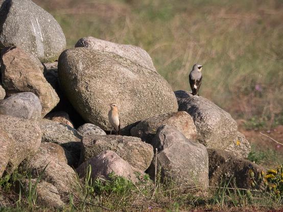 Ein Haufen großer Steine, auf dem ein Steinschmätzer-Pärchen sitzt