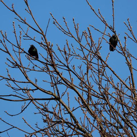 Two birds in a tree.