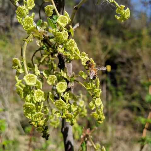 A photo showing red currant flowers and one honey bee. The flowers are green and sort of flat with curled petals.
