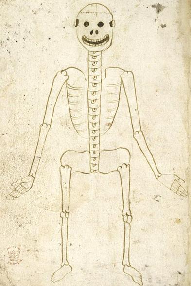 Skeletal system. medical treatise, England 15th century. BL, Royal 18 A VI, fol. 34v.
#medieval #MedievalArt