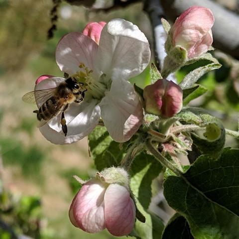 A photo showing one open apple blossom that has a honey bee on it. It is a Jonathan apple blossom that's on a multi grafted tree.