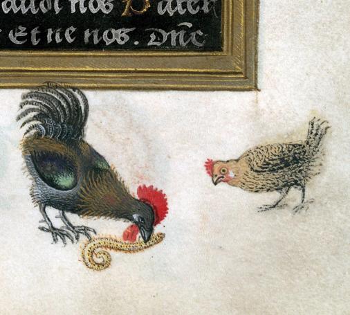 The hen does not like it. book of hours, Flanders 16th century. Valenciennes, Bibliothèque municipale, ms. 836, fol. 31r.
#medieval #MedievalArt
