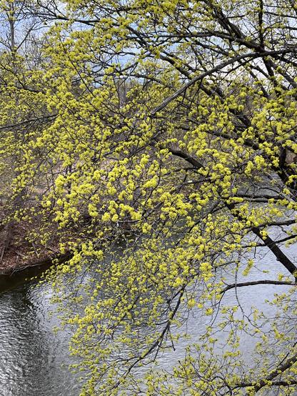 a tree has leaf buds ready to burst open, a stream flows by below