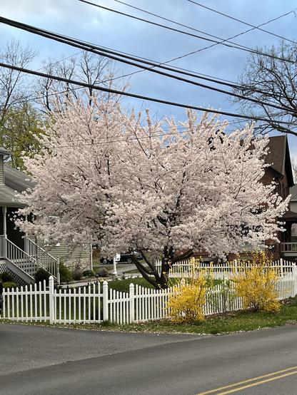 a huge cherry tree has burst into bloom, with yellow forsythia just below along a picket fence. It’s a glorious sight as you come around the corner! 