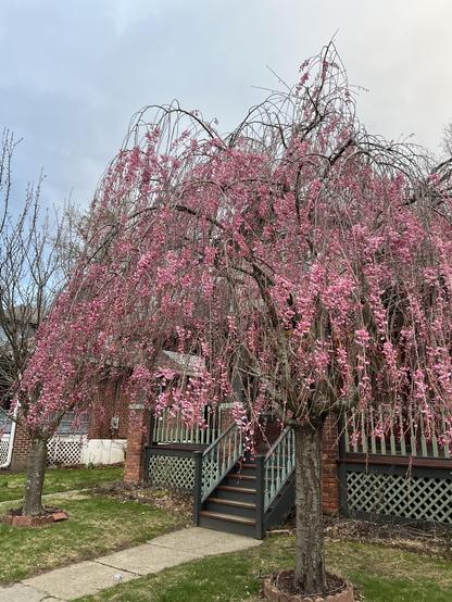 a pink weeping cherry is coming into bloom—in a couple days it will be magnificent