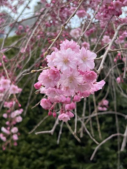closeup of double cherry blossoms, shades of bright and pale pink