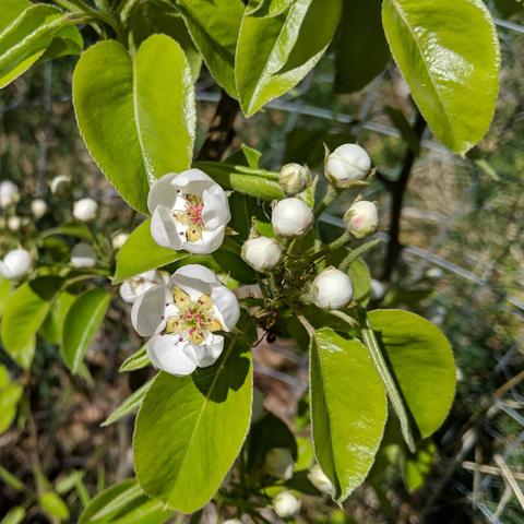 A photo showing two open comice pear blossoms. They have white petals with some yellow and pink bits inside. There are many unopened blossoms around them and new shiny pear leaves.