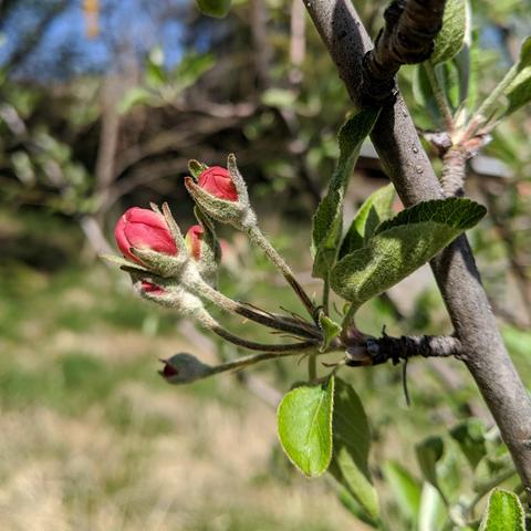 A photo showing unopened Esopus Spitzenburg apple blossoms. They are pink to red color emerging from fuzzy gray sepals on a long stem. The view is from the side.