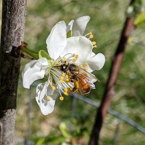 A honey bee in a Brooks plum tree blossom.