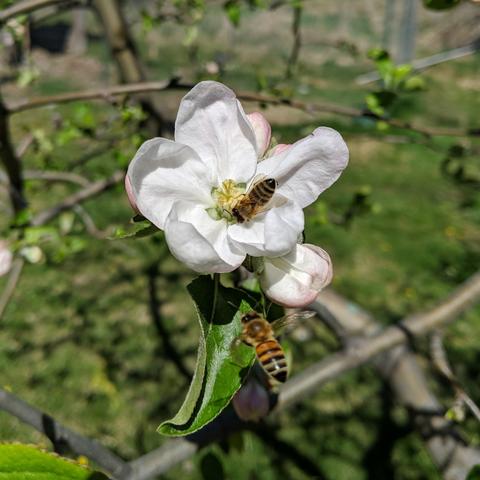 A photo of an open apple blossom with a honey bee in it and another bee flying below it.