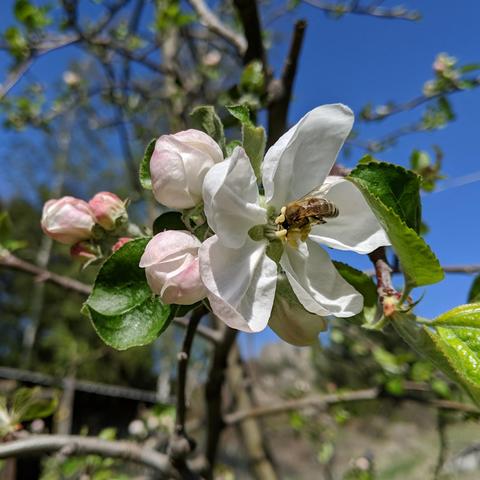A photo of an apple blossom with a bee up in it. There are unopened ones nearby. It is sunny. The sky is clear.