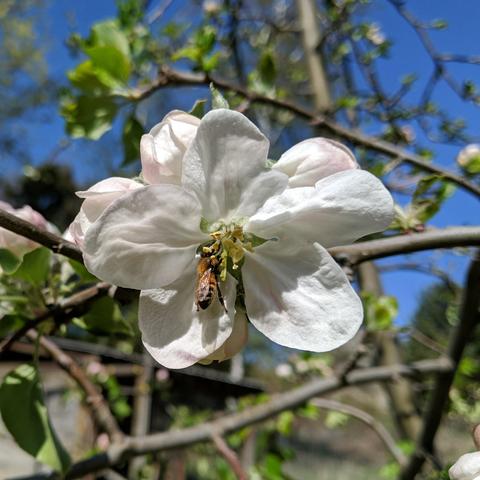 A honey bee in an apple blossom.