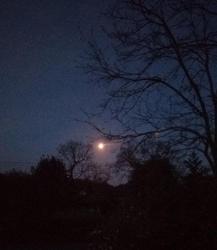 A view of the Moon seen through trees barely in leaf. The Moon is very low on the horizon and a lovely orangey yellow colour, contrasting nicely with the gradually lightening sky. I couldn't see the owl, no matter how hard I tried.