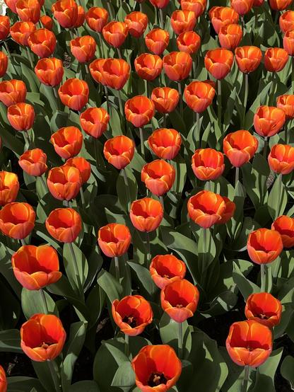 Beautiful ted tulips wide open