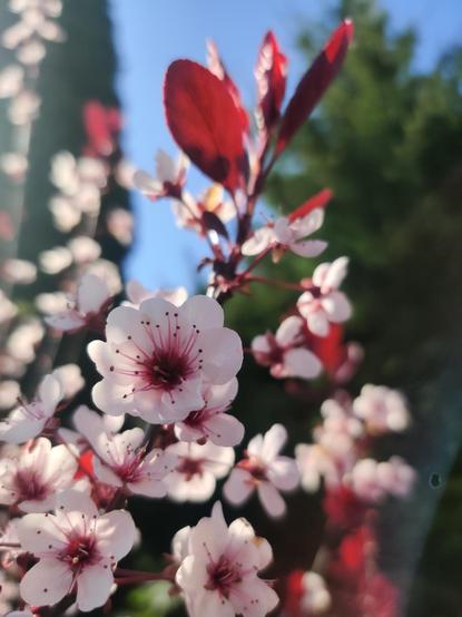 A gorgeous blooming fruit tree - the best photo I took today. It might be a thundercloud plum, but if it is, it's blooming much later than mine did. Pale pink blossoms with dark burgundy leaves.