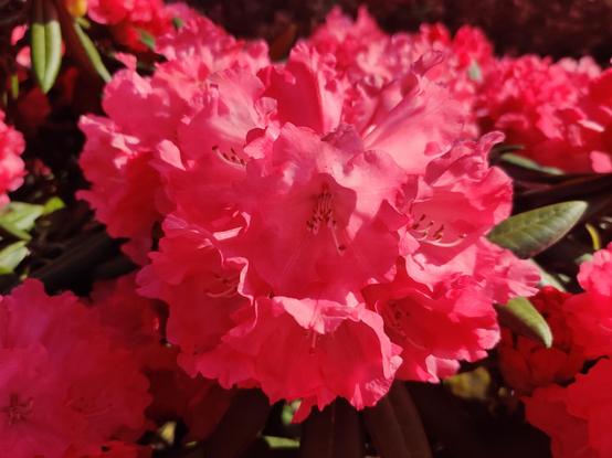 A deep red rhododendron.
