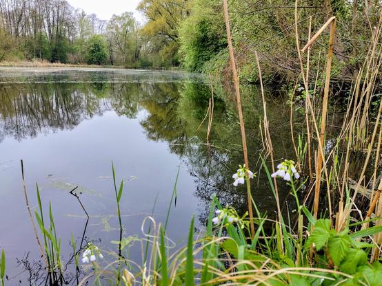 Schilf und Blumen am Ufer der Este. im Hintergrund Bäume und spiegelglattes Wasser im größten Teil des Fotos.