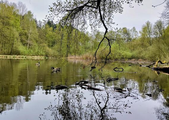 Auf dem Ilsebach schwimmen Gänse. Bäume spiegeln sich im Wasser.