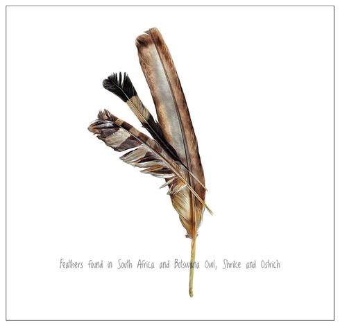 This is an art edited photo of 3 bird feathers I found while trekking in Africa. There is an owl feather and large ostrich feather found in South Africa and a Shrike feather found in Botswana. The feathers are against a solid white background.