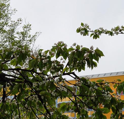Zu sehen ist ein dünner Ast, der sich horizontal von links nach rechts ausdehnt. Zur erkennen Sind zum Frühling passende weiße Blüten.