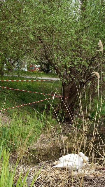 Nochmals passend zum Frühling ist die gern gesehene "Familie" Schwan zu sehen, wo die Mutter das Ausbrüten der Eier beobachtet und bei Bedarf nach justiert. Das Nest ist durch zahlreiche Absperrungen vor Störenquellen geschützt!